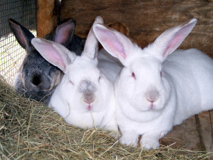 обоя easter, bunnies, животные, кролики, зайцы