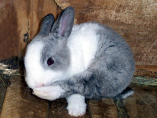 Картинка gymnastics животные кролики зайцы