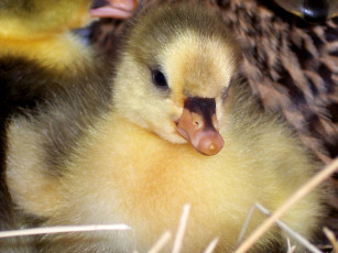 Картинка pomeranian gosling животные утки
