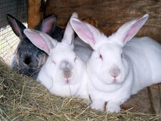 Обои картинки фото easter, bunnies, животные, кролики, зайцы