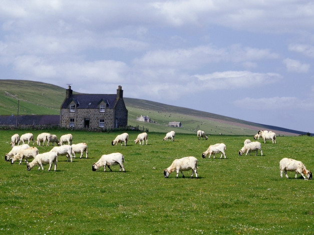 Обои картинки фото grampian, farm, near, rhynie, scotland, животные, овцы, бараны