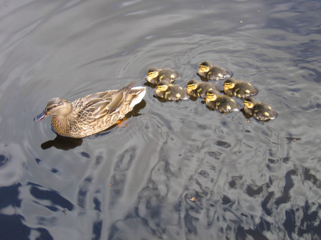 Обои картинки фото mother, duck, and, ducklings, животные, утки