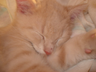 Картинка животные коты сон
