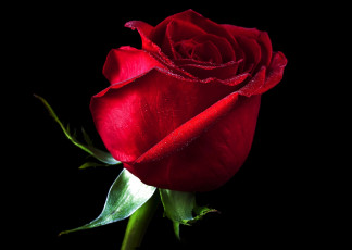Картинка цветы розы яркий красный