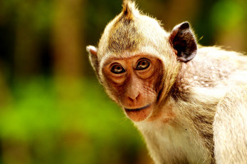 Картинка животные обезьяны взгляд