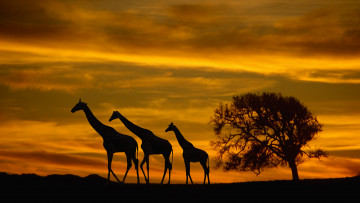 обоя животные, жирафы, дерево, закат
