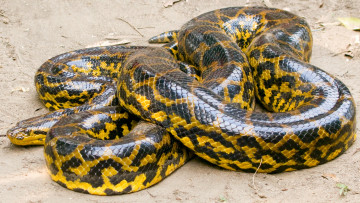 Картинка животные змеи питоны кобры отдых песок