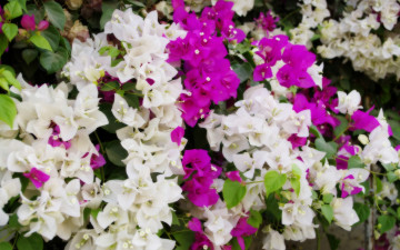 Картинка цветы бугенвиллея сиреневые белые