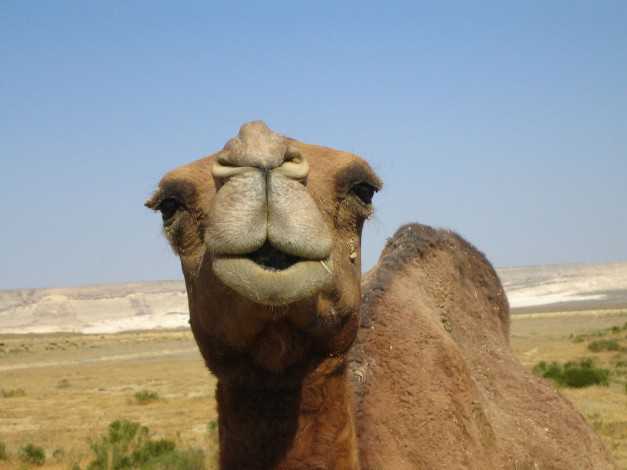 Обои картинки фото животные, верблюды, camel