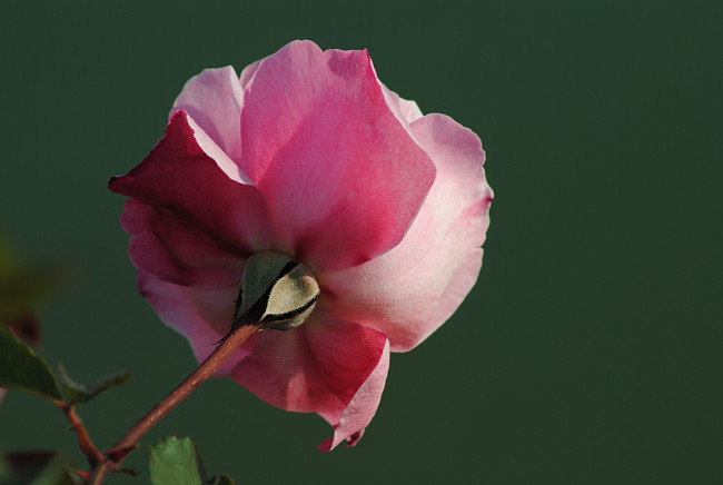 Обои картинки фото цветы, розы, розовый, зелёный