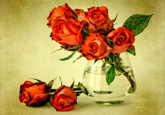Обои картинки фото цветы, розы, букет, ваза, красный