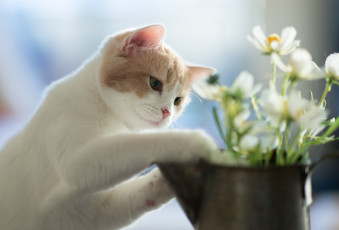 Картинка животные коты цветы котёнок benjamin torode hannah