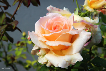 Картинка цветы розы капли крмеовый