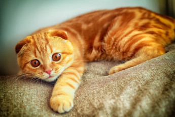 Картинка животные коты рыжий кот вислоухий