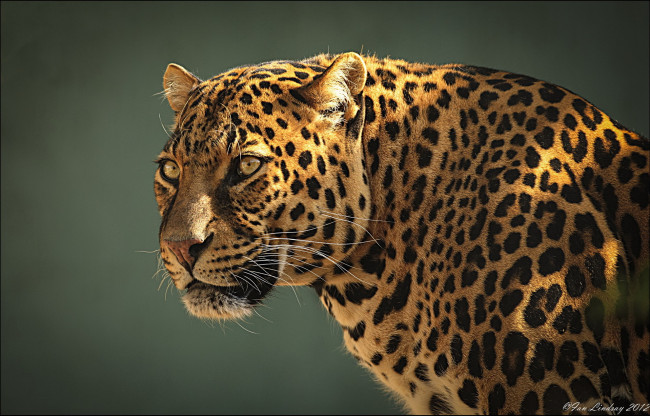 Обои картинки фото животные, леопарды, хищник, морда, леопард, leopard