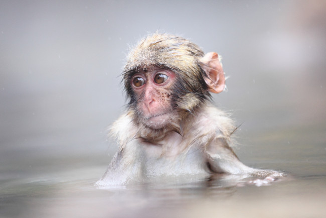 Обои картинки фото животные, обезьяны, snow, monkey, Японская, макака, детёныш, japanese, macaque