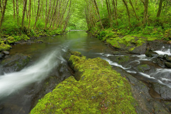 Картинка природа реки озера река лес деревья мох