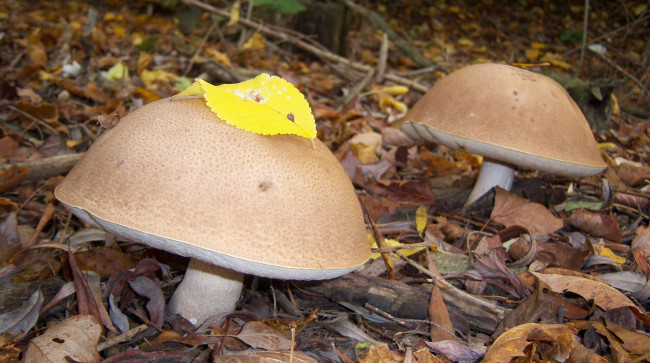 Обои картинки фото природа, грибы, большие