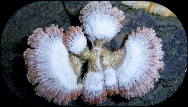 Обои картинки фото природа, грибы, серенький, грибок