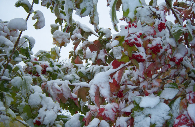 Обои картинки фото природа, Ягоды, калина, зима, снег