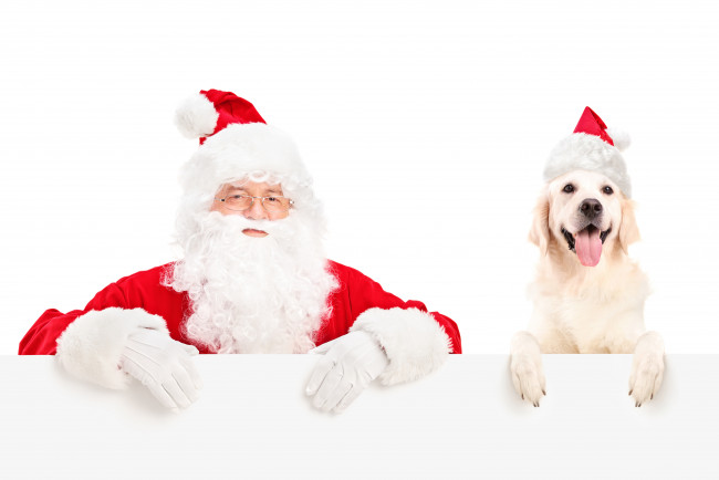 Обои картинки фото праздничные, дед, мороз, собака, колпак