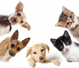 Картинка животные разные+вместе щенки котята кошки собаки
