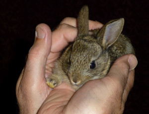 Картинка животные кролики +зайцы крольчонок