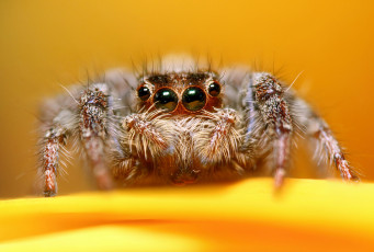 Картинка животные пауки глаза паук макросъемка