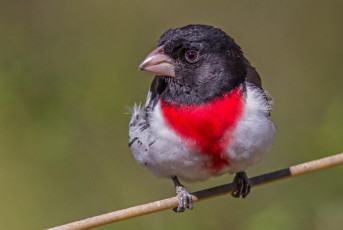 Картинка животные кардиналы птица клюв ветка цвет перья