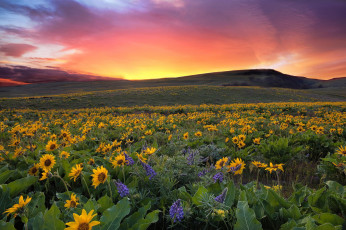 Картинка цветы подсолнухи облака закат холмы поле