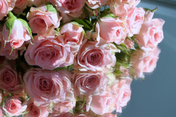 Картинка цветы розы розовые отражение
