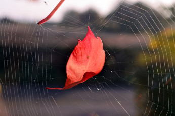 Картинка природа листья осень лист макро красный паутина