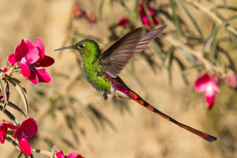 Картинка животные колибри птица цветок хвост клюв крылья