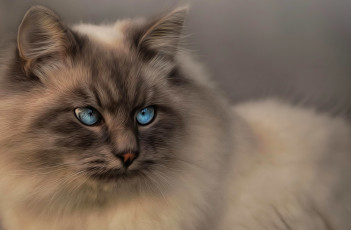 Картинка разное компьютерный+дизайн кот голубые глаза взгляд
