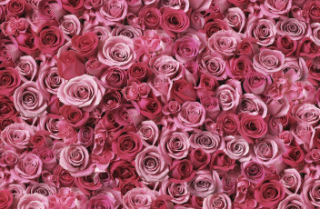 Картинка цветы розы россыпь розовые