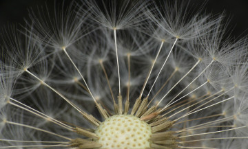 Картинка цветы одуванчики макро семена одуванчик