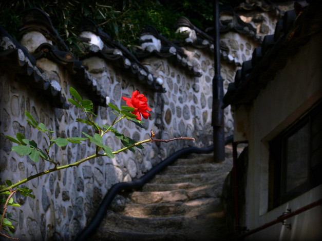 Обои картинки фото цветы, розы, красная, роза, ступени, лестница