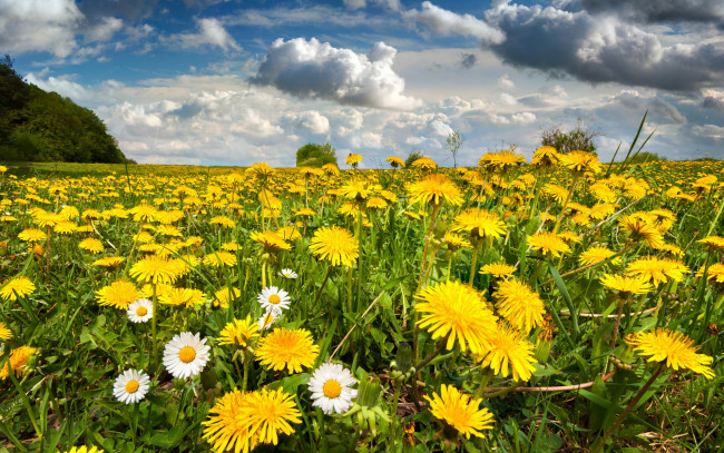 Обои картинки фото цветы, луговые , полевые,  цветы, одуванчики, луг, поле, nature, весна, небо