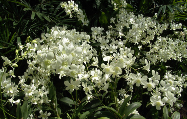 Обои картинки фото цветы, орхидеи, много, белые