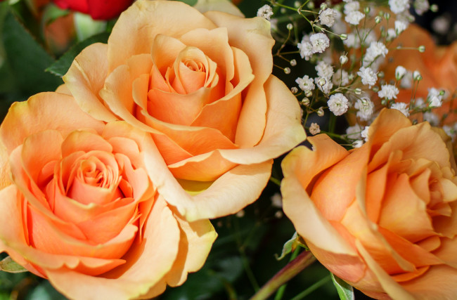 Обои картинки фото цветы, розы, кремовые