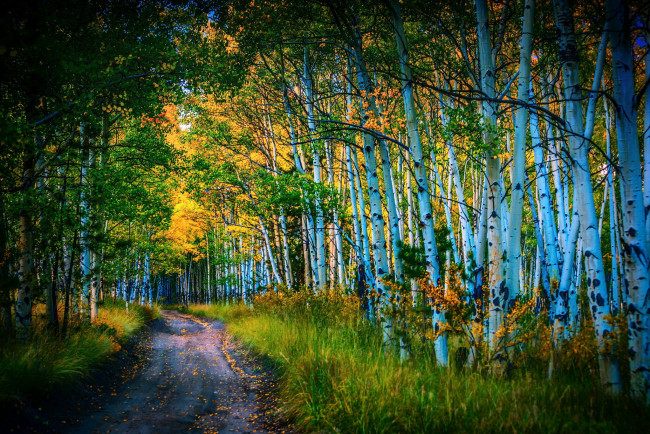 Обои картинки фото природа, дороги, березы, лес, дорога, осень, листья