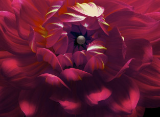Картинка цветы георгины лепестки макро георгина