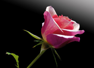 Картинка цветы розы цветок фон роза