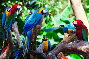 Картинка животные попугаи ветки стая птицы амазонка сельва ара