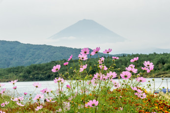 Картинка цветы космея озеро