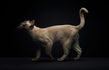Картинка животные коты взгляд фон кот