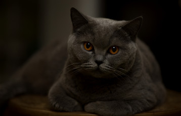Картинка животные коты кот мордочка глаза