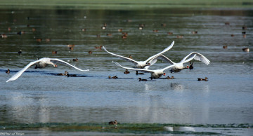 Картинка животные лебеди утки летят озеро