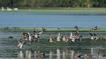 Картинка животные утки стая озеро