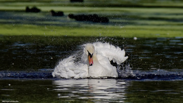 Картинка животные лебеди лебедь купается брызги озеро